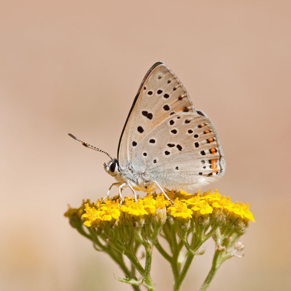 Lycaena alciphron